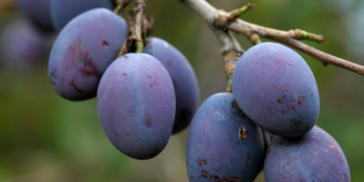 Damsons